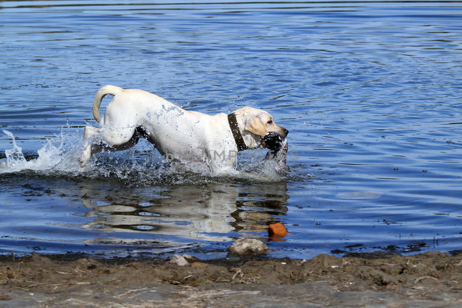 a yellow Labrador retriever dashes back to the hunter after retrieving a duck