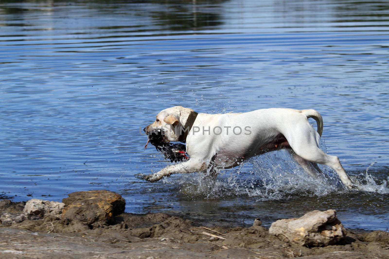 the yellow Labrador retriever dashes back to the hunter after retrieving a duck