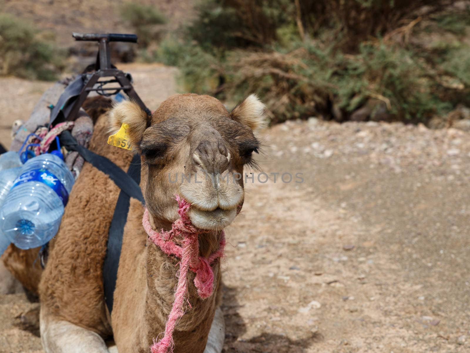 the head of a camel by Mieszko9