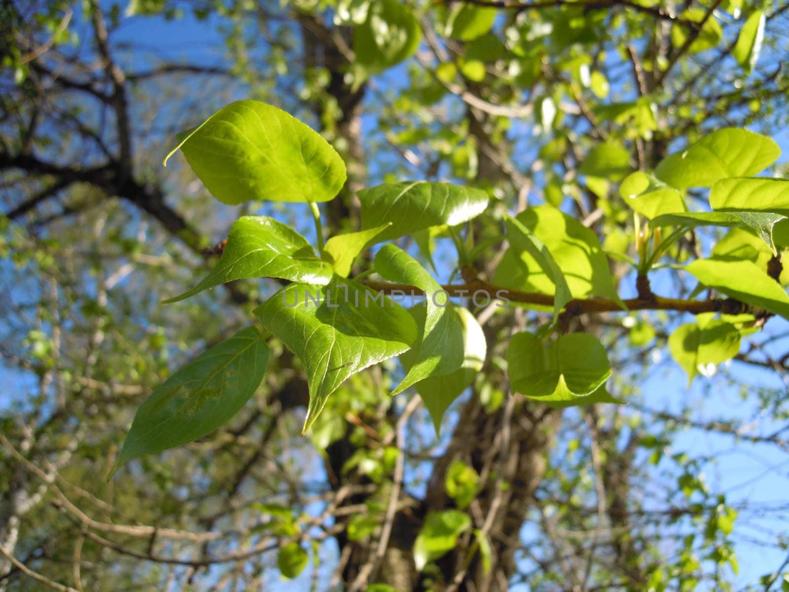 Dissolve the leaves of poplar trees in the spring. by olga_ovchinnikova