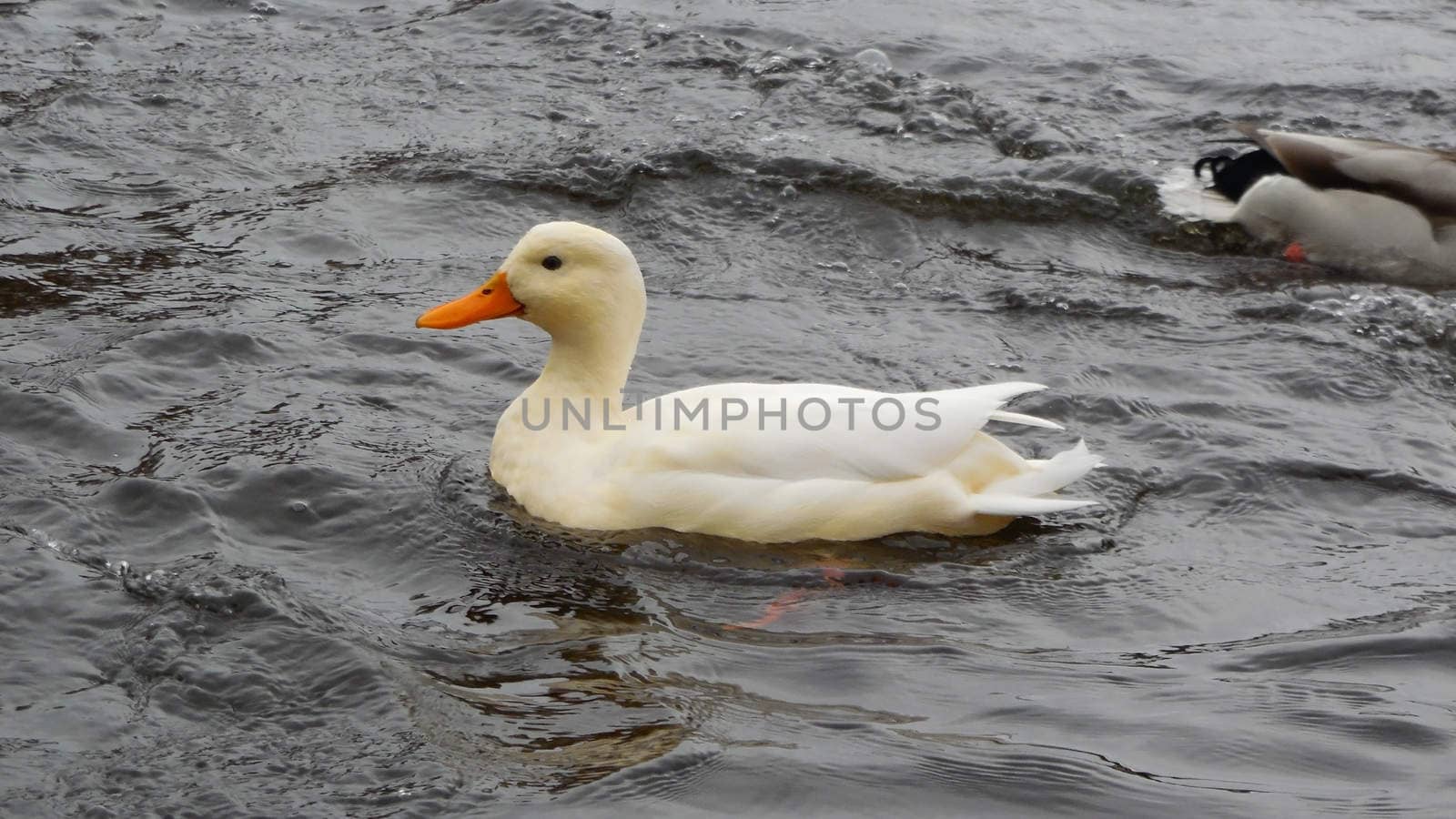 albino duck swims in the lake flock of Gatchina Park, Russia. by olga_ovchinnikova
