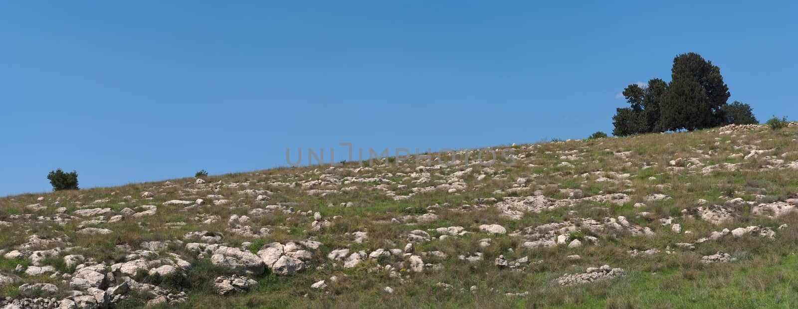 Small group of trees of the hill