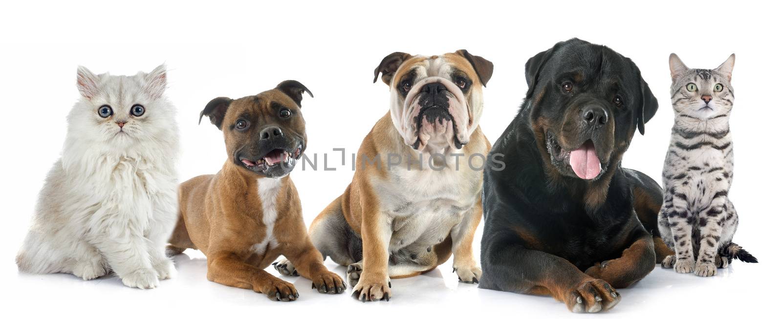 cats and dogs in front of white background