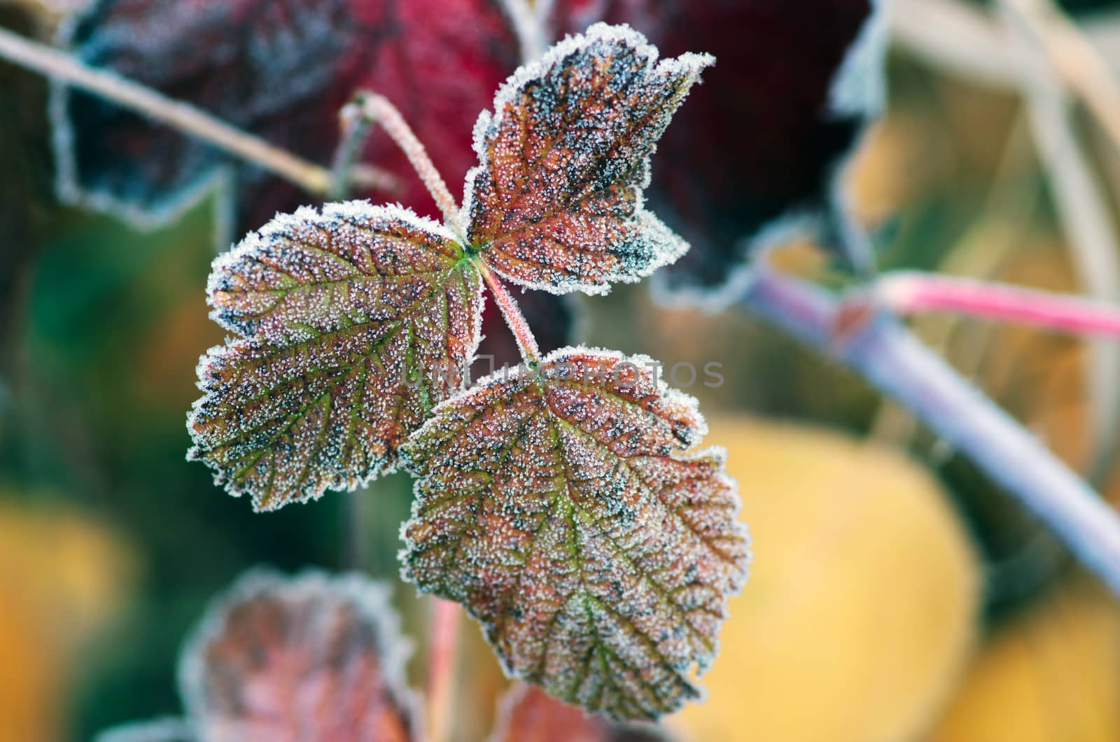 Red raspberry leaf covered with frost