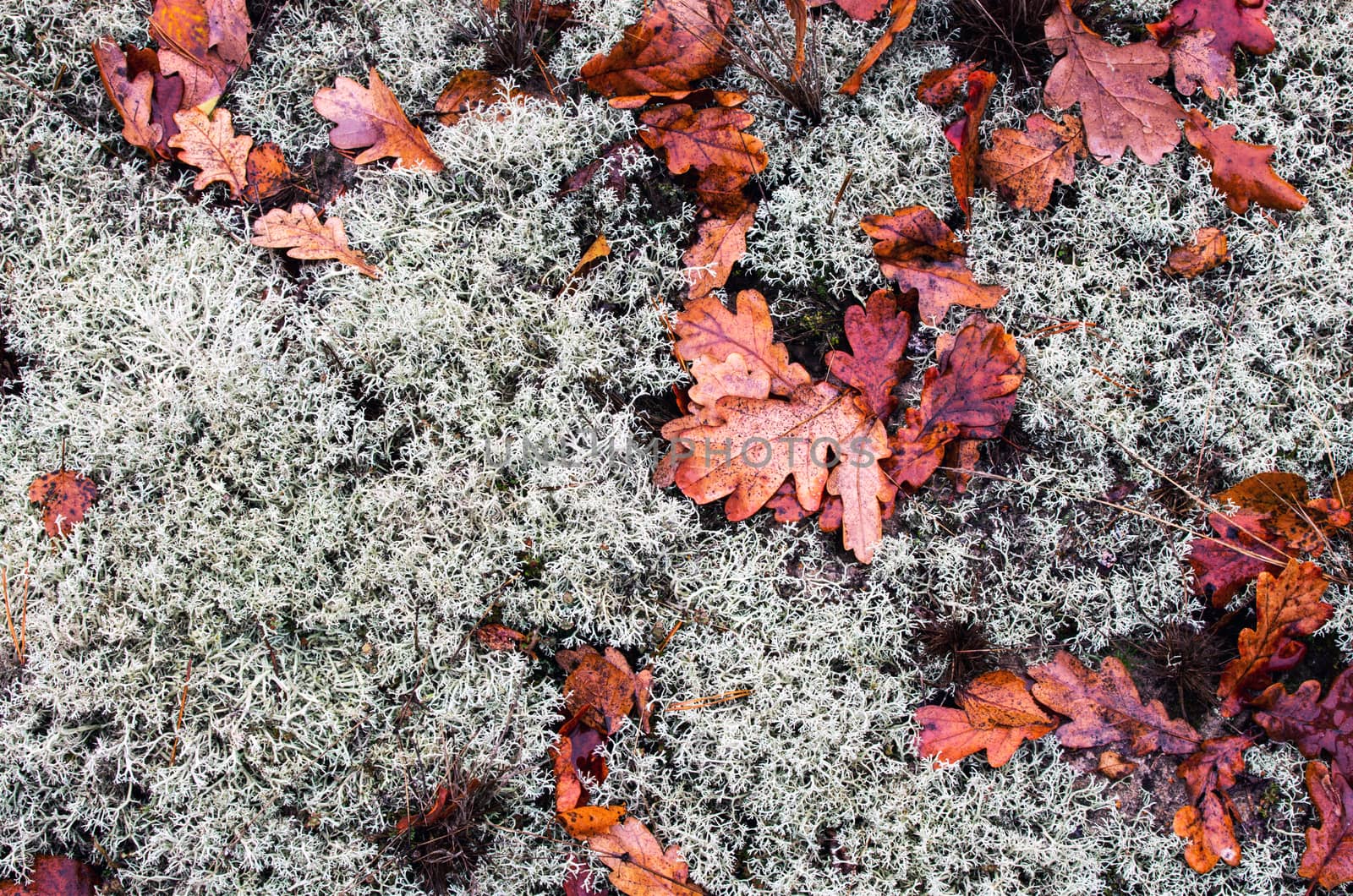 Above view of autumnal yellow leaves on the land