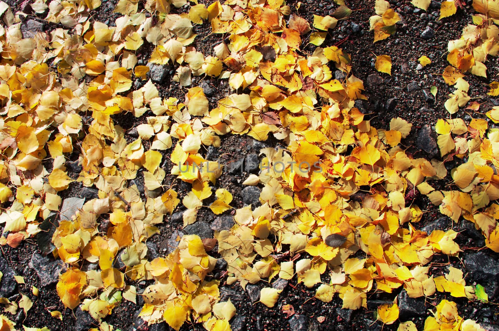 Above view of autumnal yellow leaves on the land