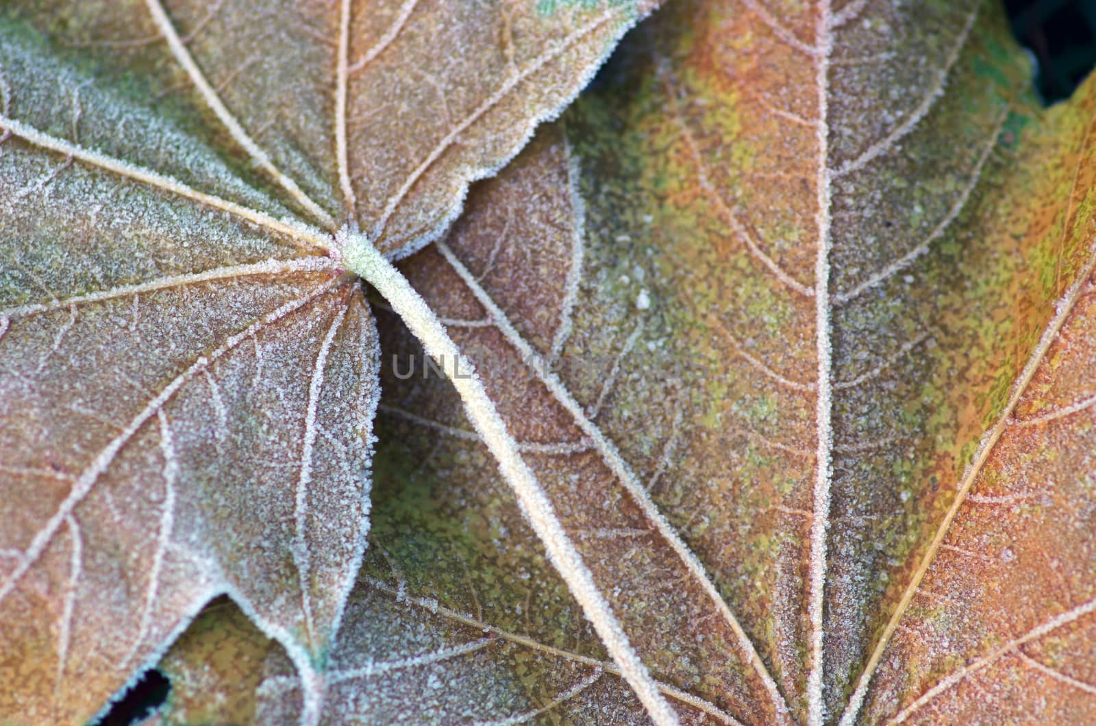 Above view of autumnal yellow leaves on the land