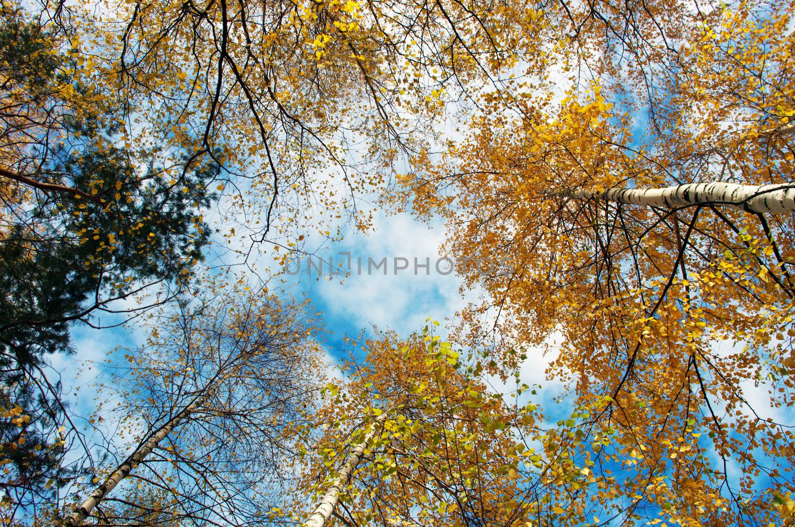 Autumn birch forest. October