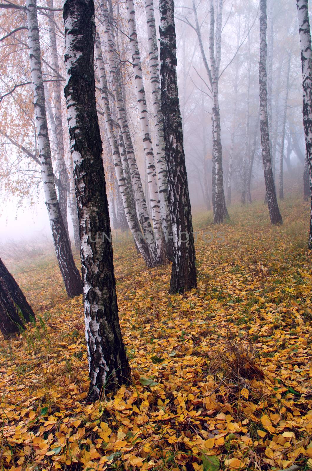 Autumn birch forest. October