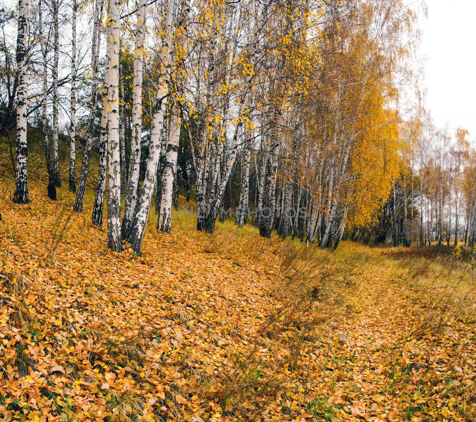 Collection of Beautiful Colorful Autumn Leaves / green, yellow,  by dolnikow