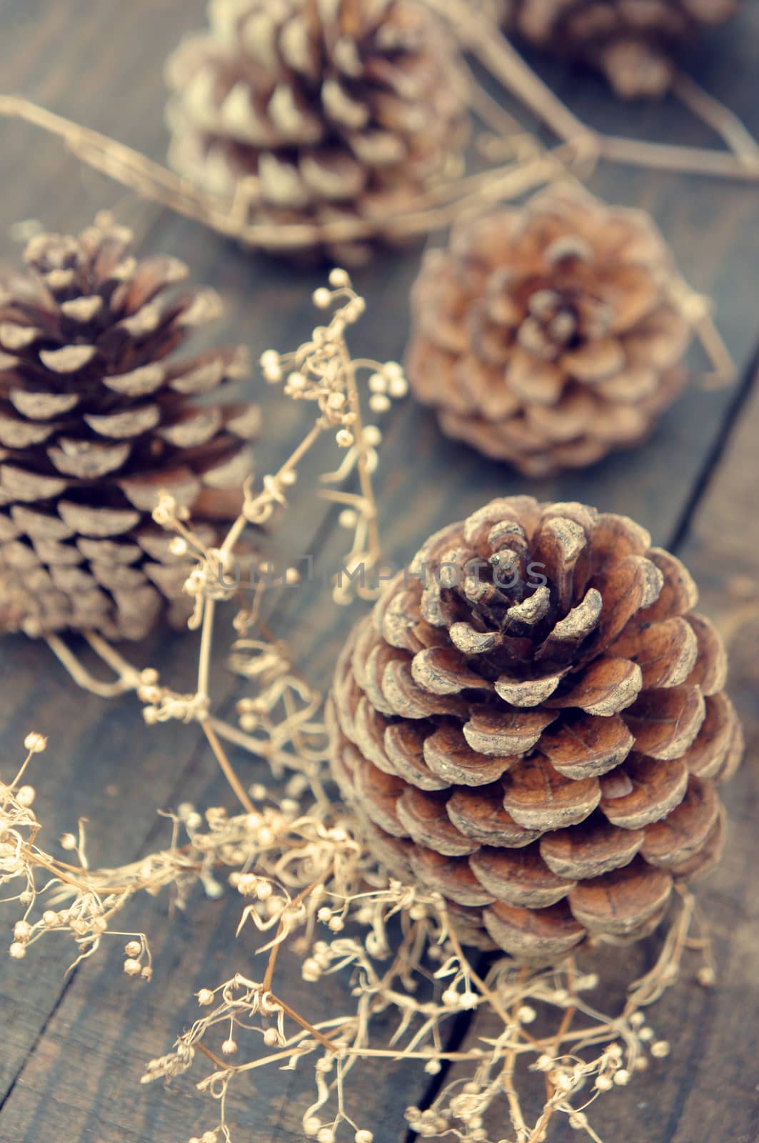 pine cone, Christmas, pinecone, xmas by xuanhuongho
