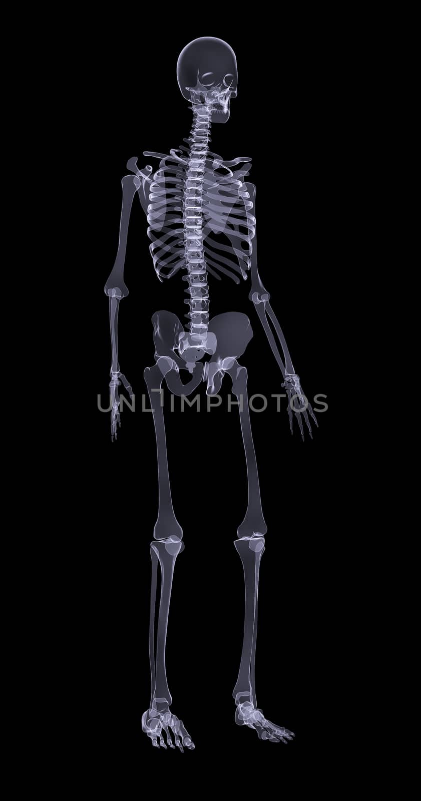 Human skeleton standing on black background, side view