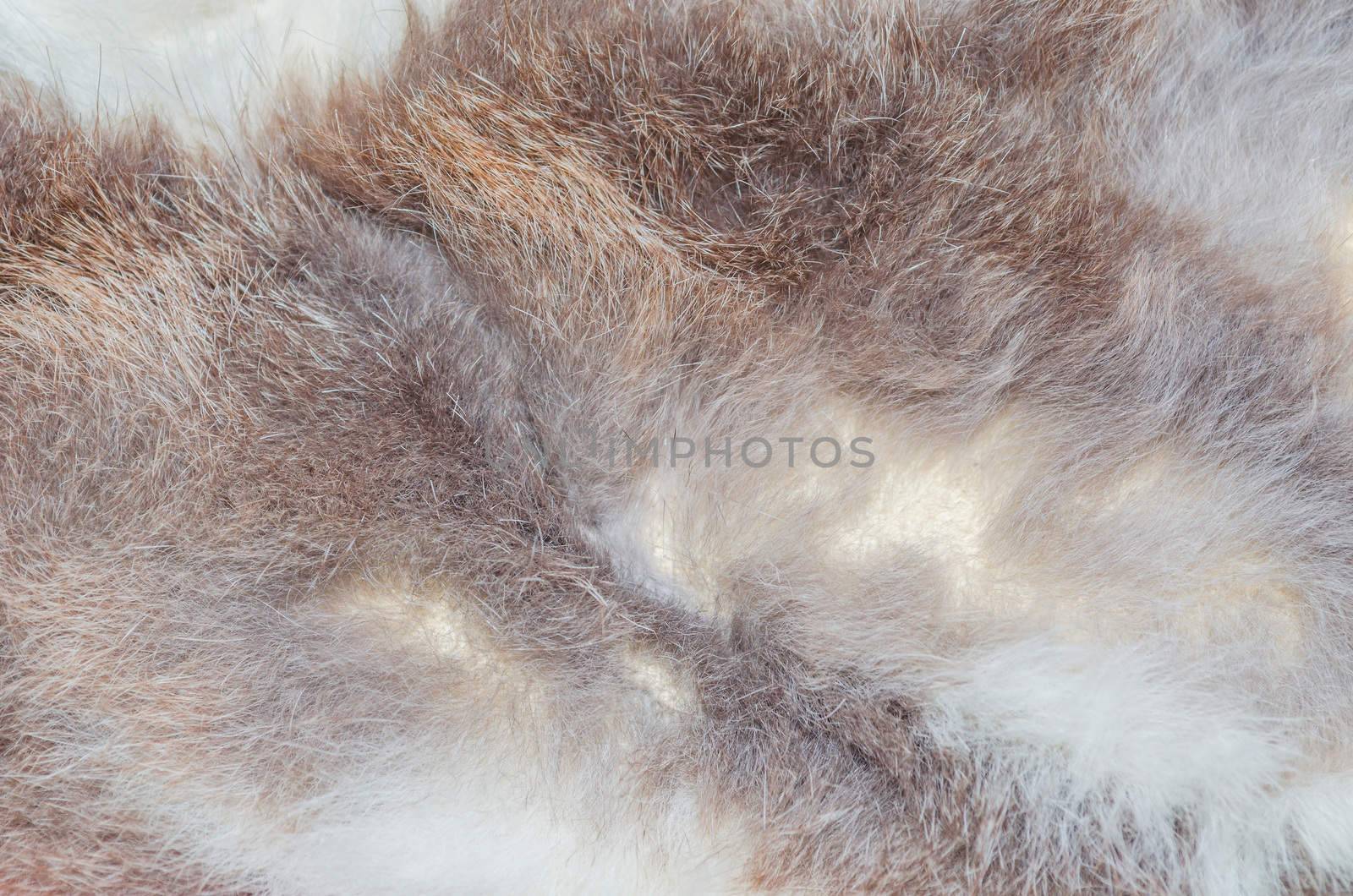 Closeup of a animal fur texture as background, texture.
