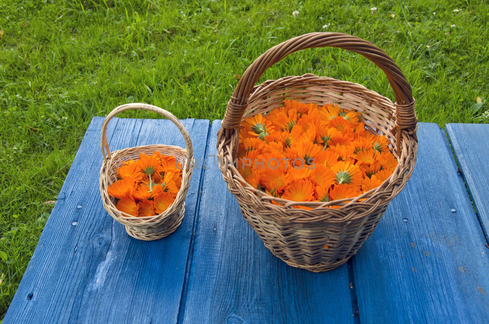 Freshly marigold calendula medical flowers in wicker baskets on blue wooden table