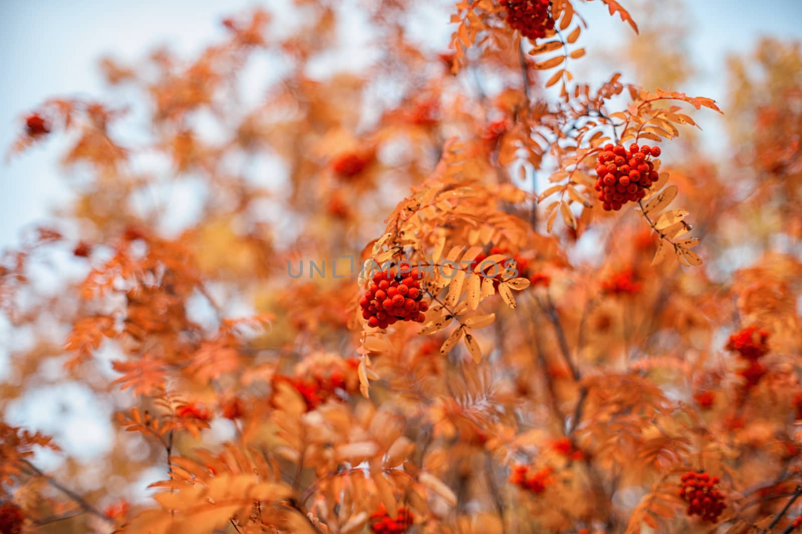 autumn rowan-tree with rowanberry and sunrise