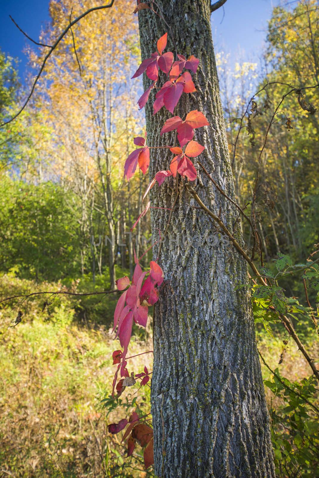 Colorful fall view with trunk and red vine plant against blue sky, Dundas conservation area, Ontario, Canada.