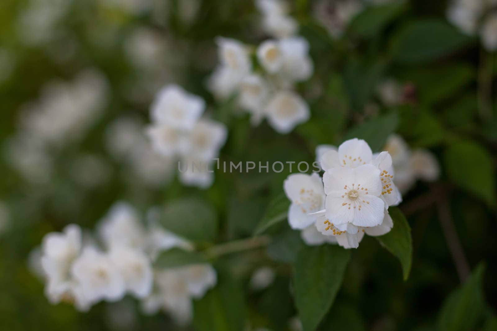 White jasmine flowers on a green bush
