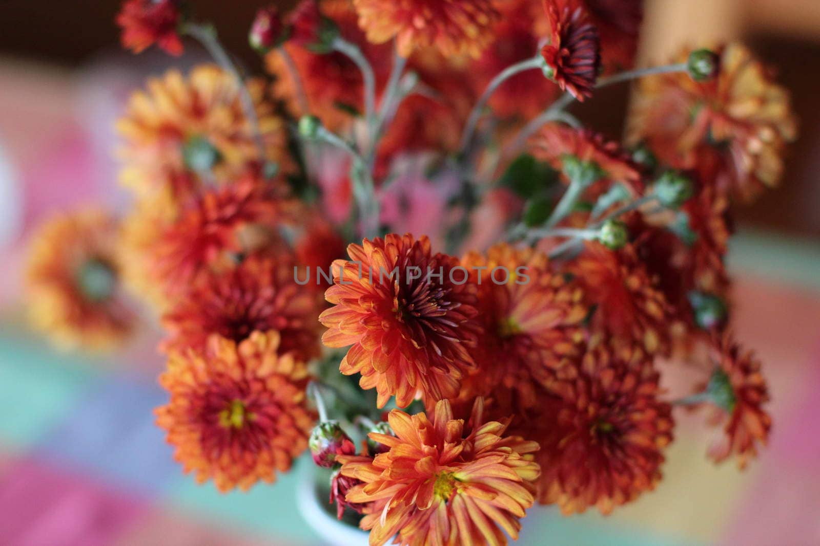 chrysanthemums in red colors by Metanna