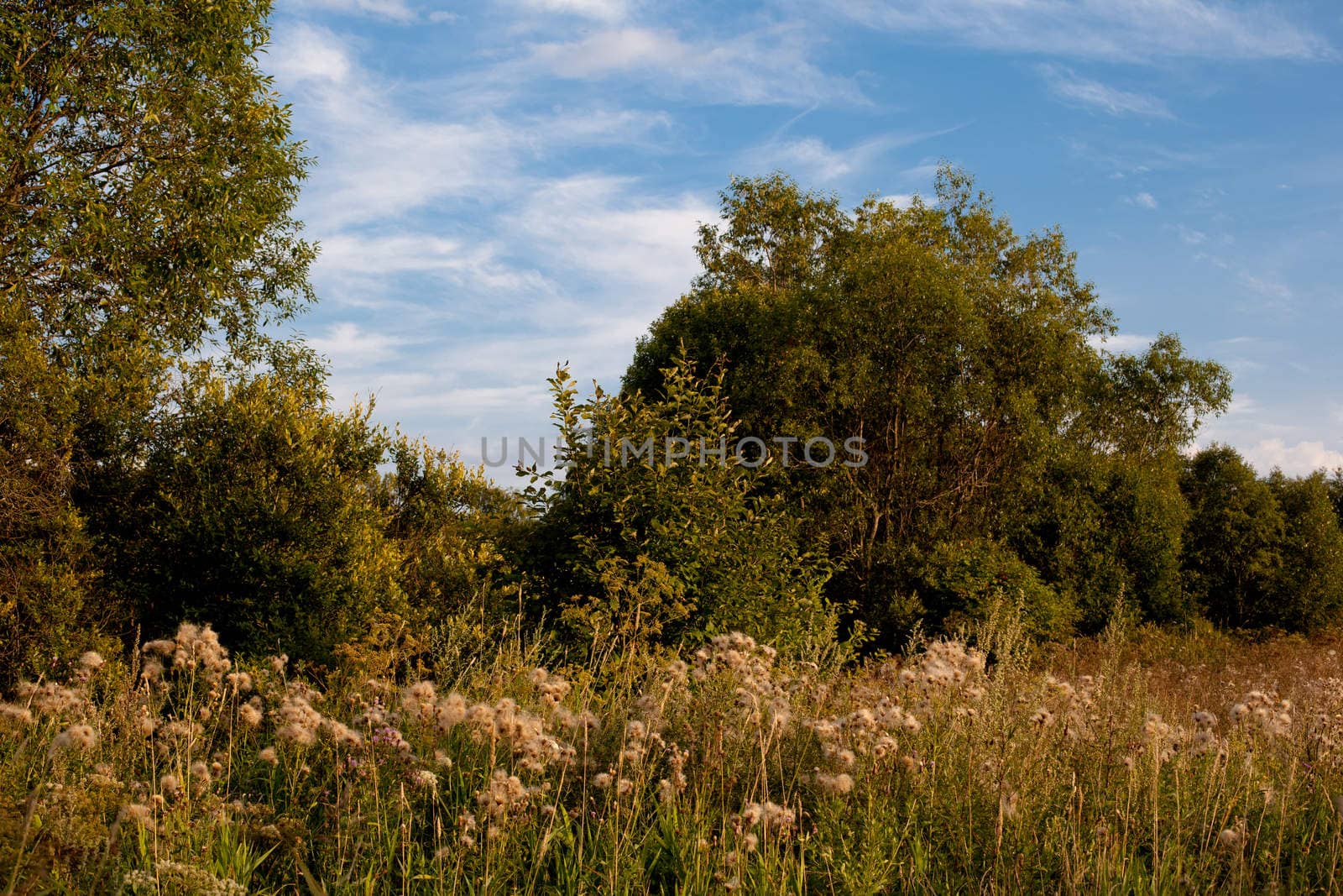 Summer landscape by foaloce