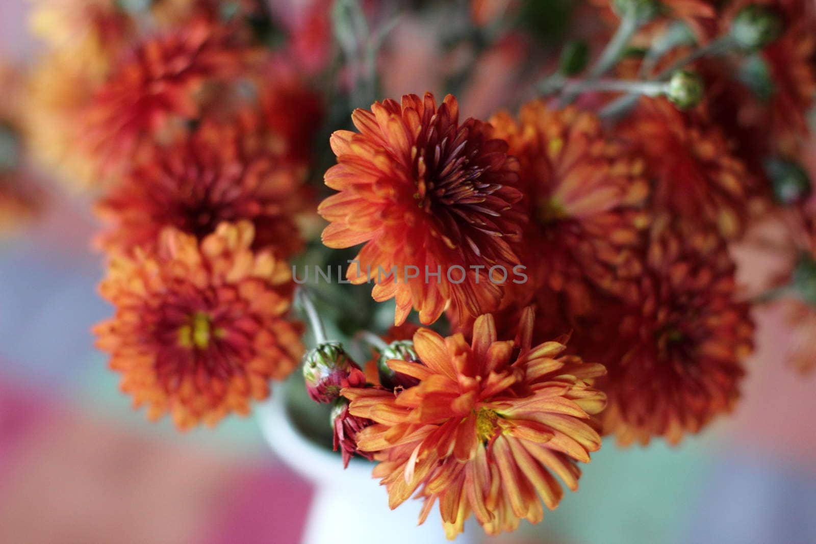 chrysanthemums in red colors by Metanna