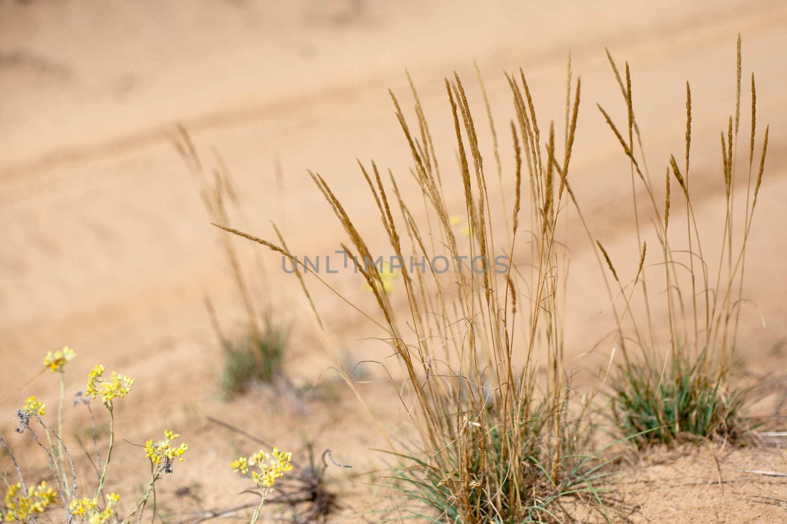 Yellow flowers and spicas on sand background
