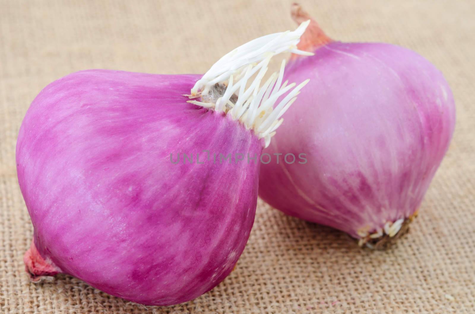 Fresh onion with white root on sack background