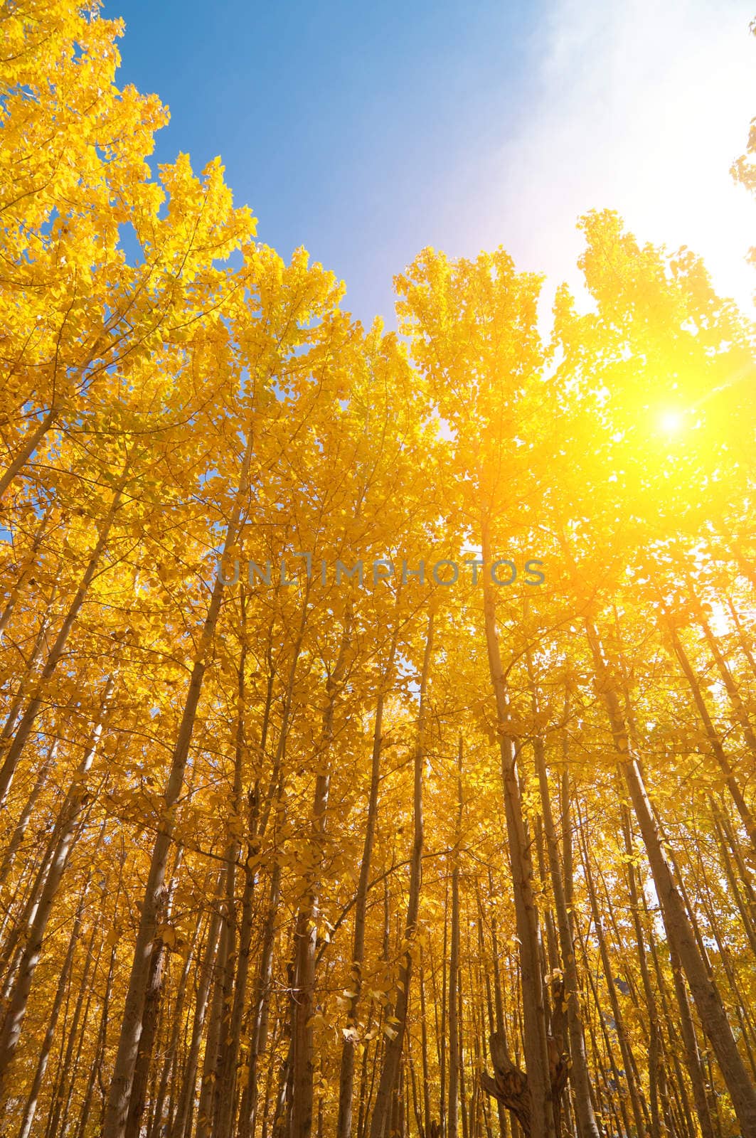 Fall Aspen Trees with filtered sunlight , Leh District in the state of Jammu and Kashmir, India.