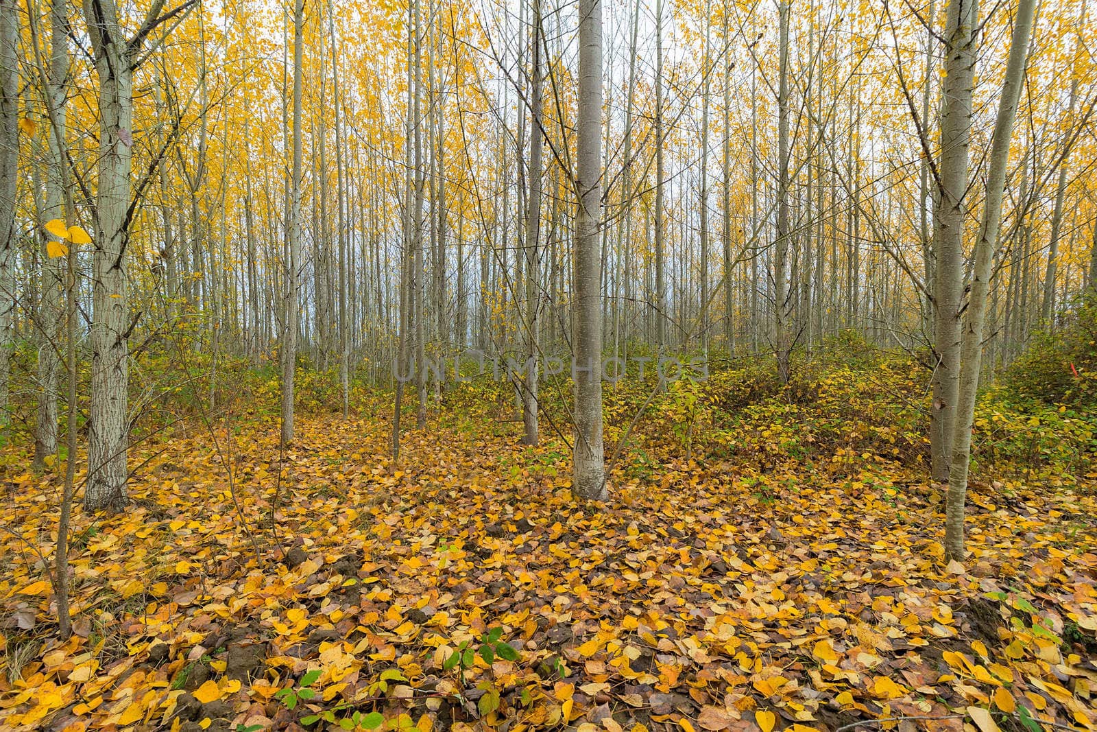 Poplar Tree Grove in Oregon during Fall