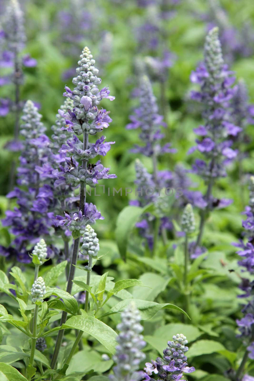 Closeup purple flowers (salvia officinalis) in the garden