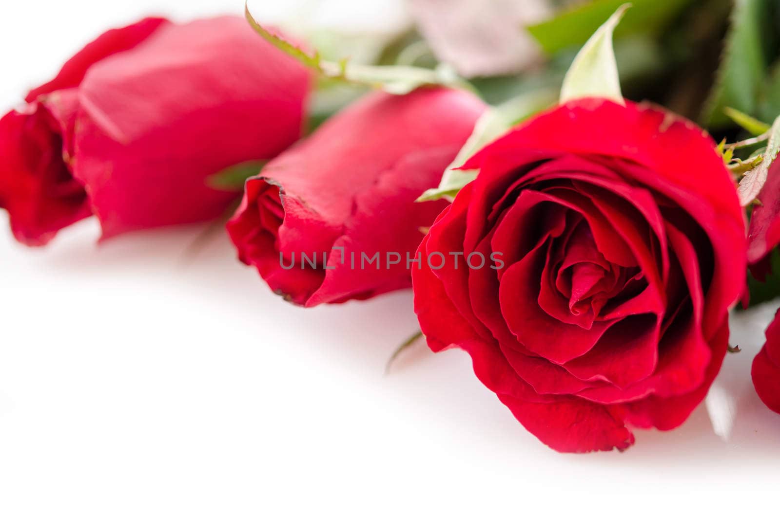 Close up beautiful red roses on white background.