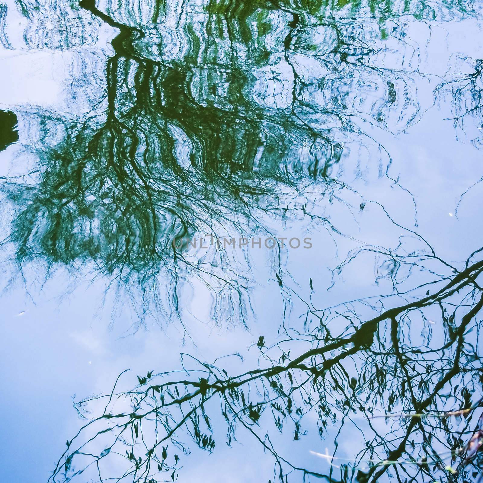 reflection of tree branch on the surface of water, use as abstract background