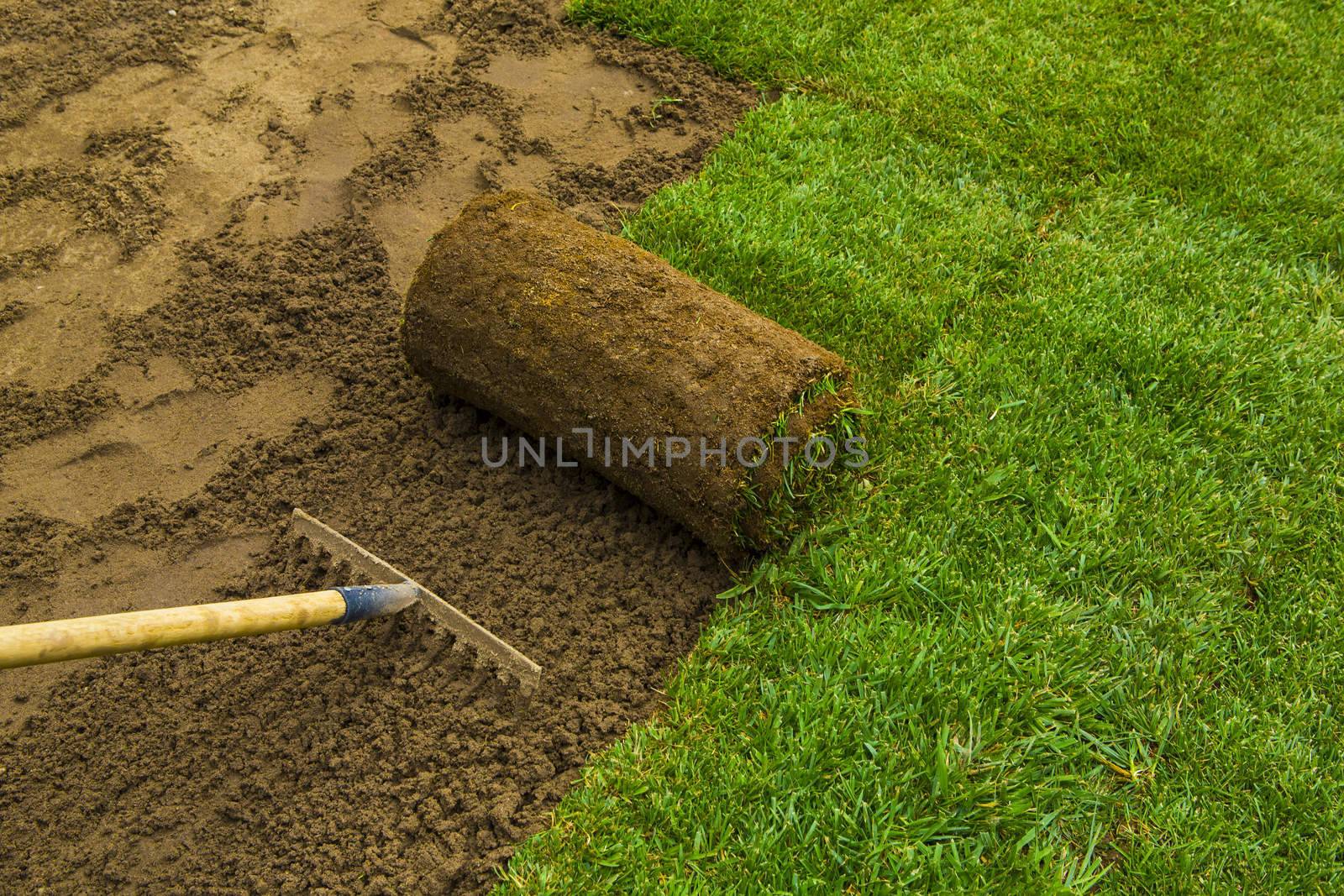 Gardener applying turf rolls in the backyard