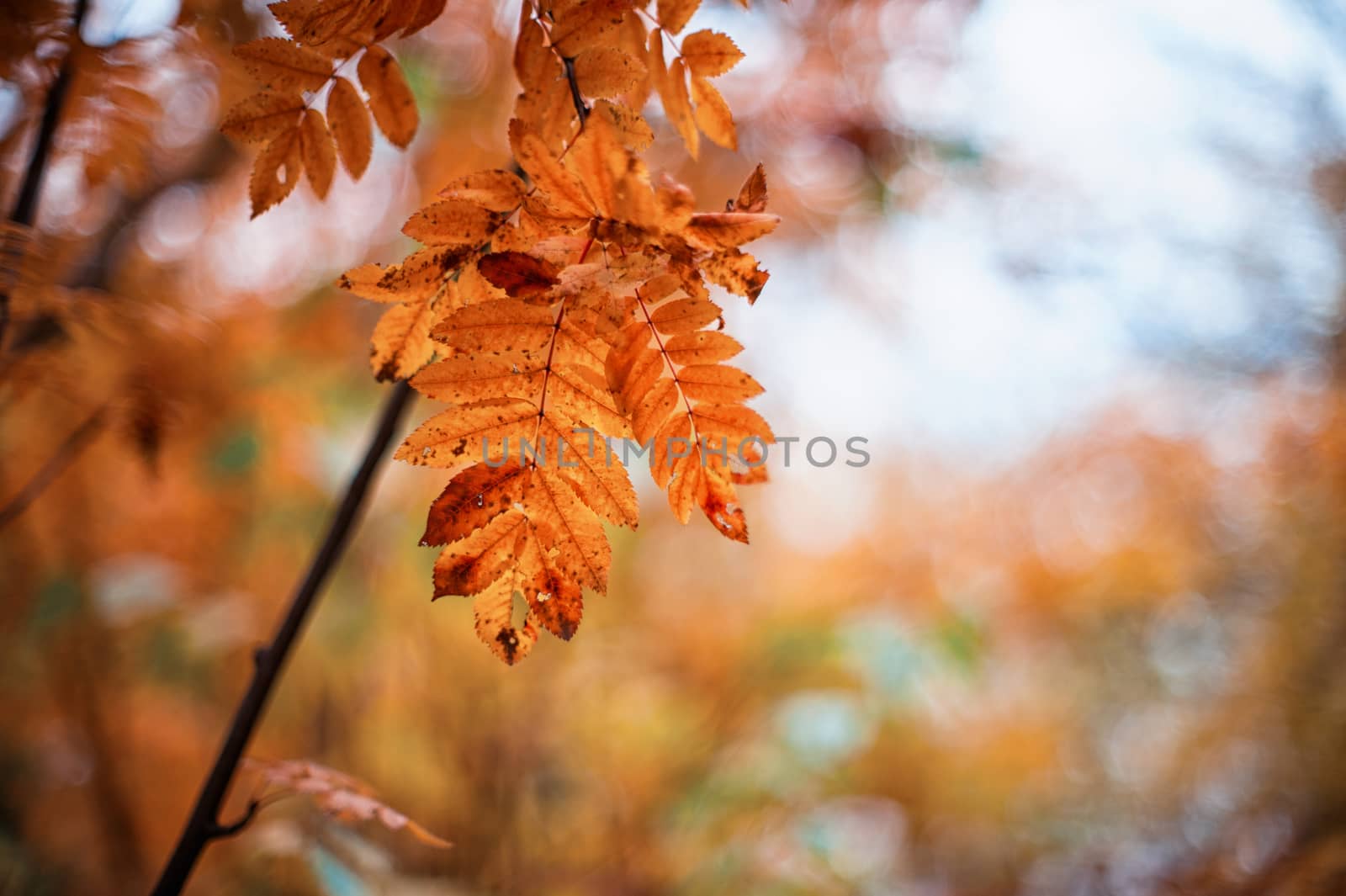 autumn rowan-tree with rowanberry and sunrise