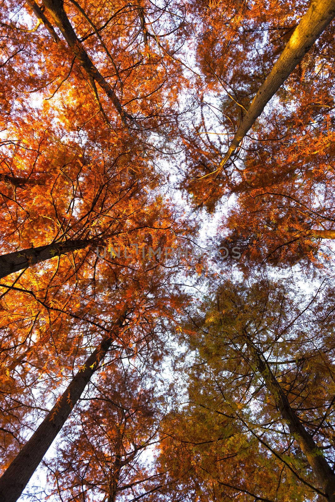 Autumn colors at the park by Mdc1970