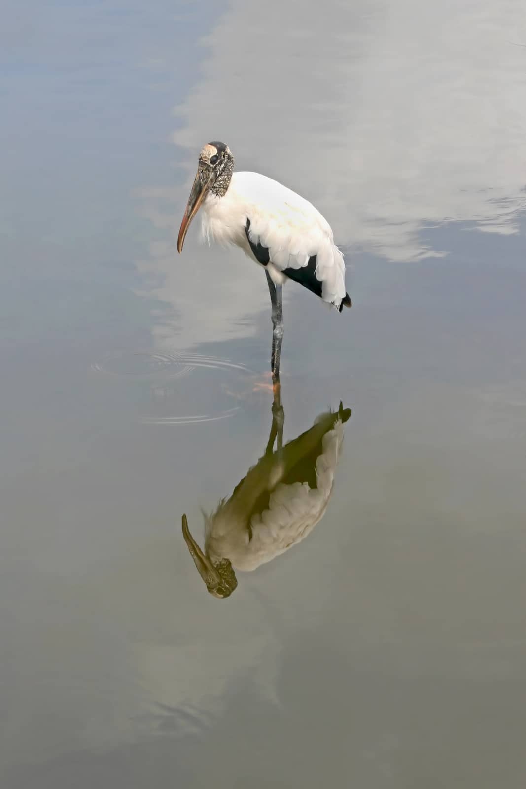 Wood Stork by quackersnaps