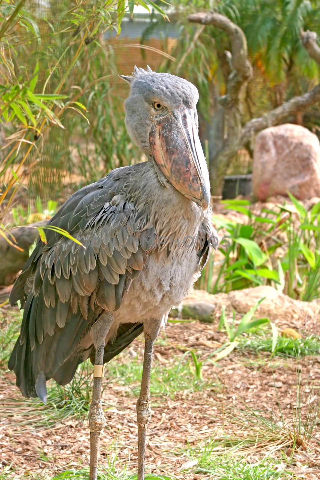 Shoebill Stork by quackersnaps