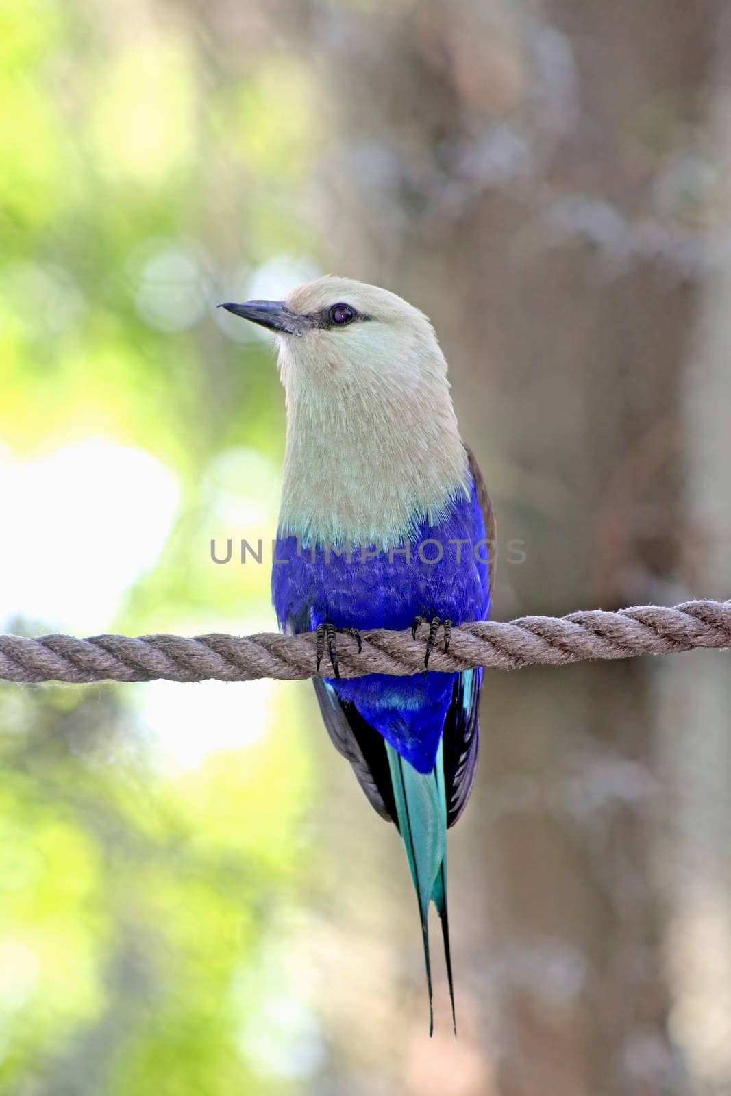 A bird with blue and white feathers perched on a rope