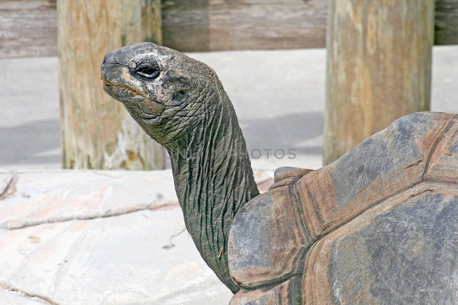 The head and shell of a tortoise