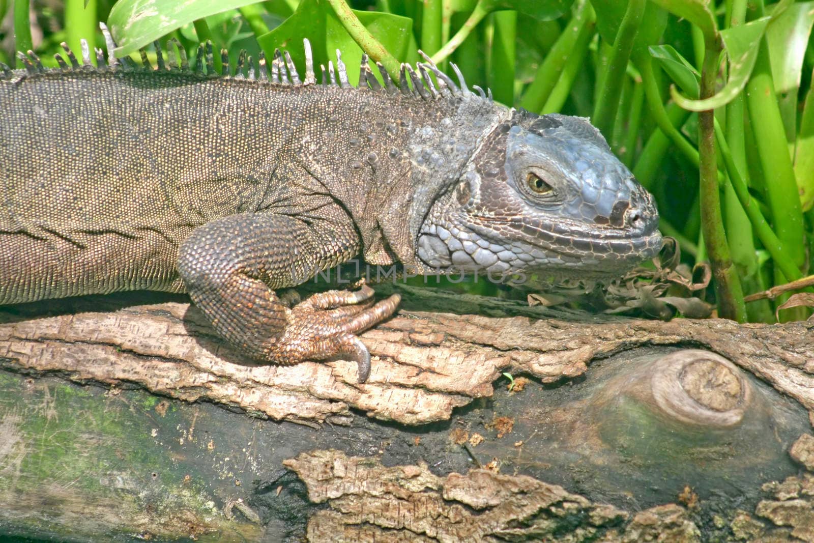 An iguana sitting on a tree with grass behind