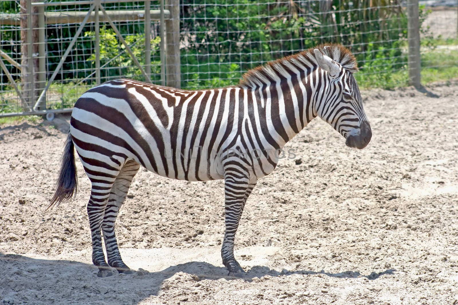 A zebra standing in the dirt with fence behind