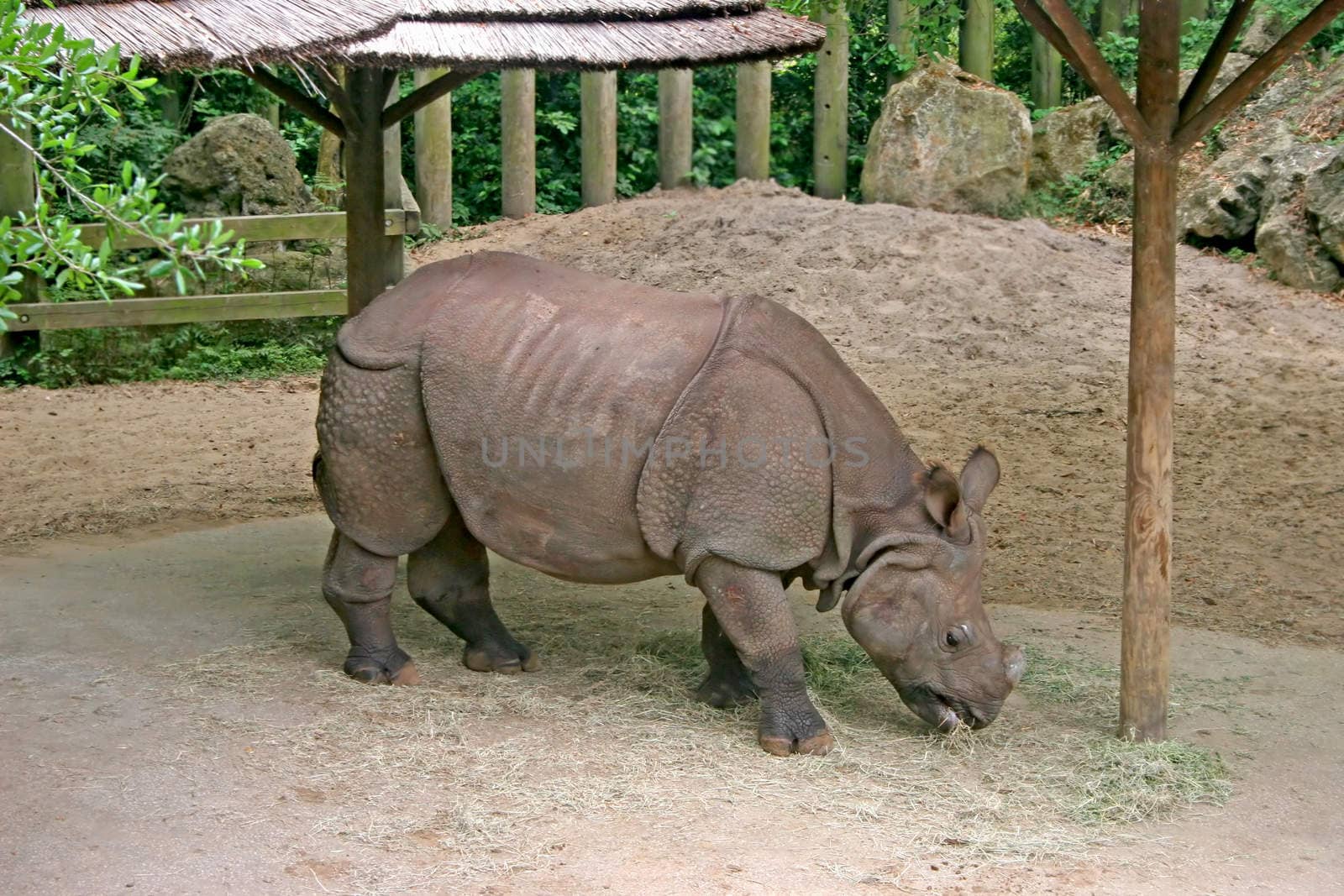 A rhino standing in the dirt and eating