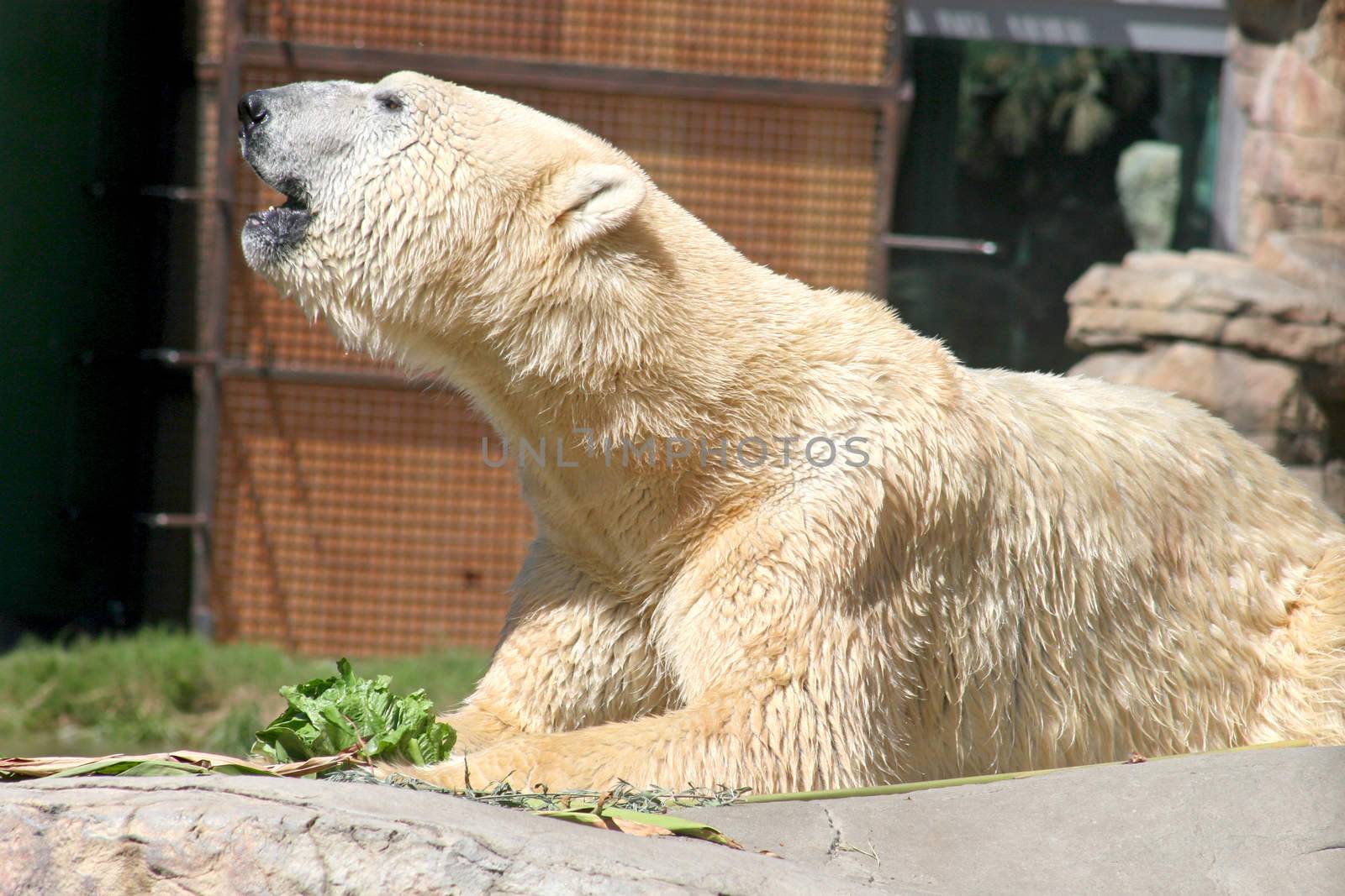 A Polar Bear laying down and resting