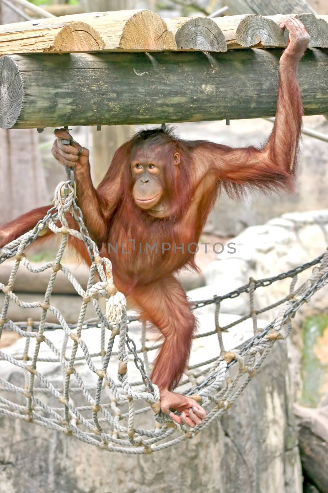 An orangutan standing on rope and holding onto the wood above