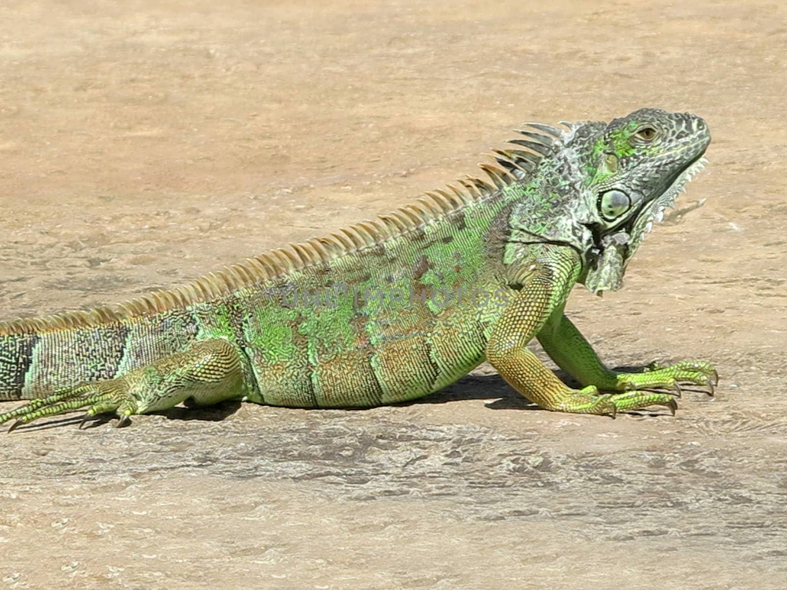 Iguana by quackersnaps