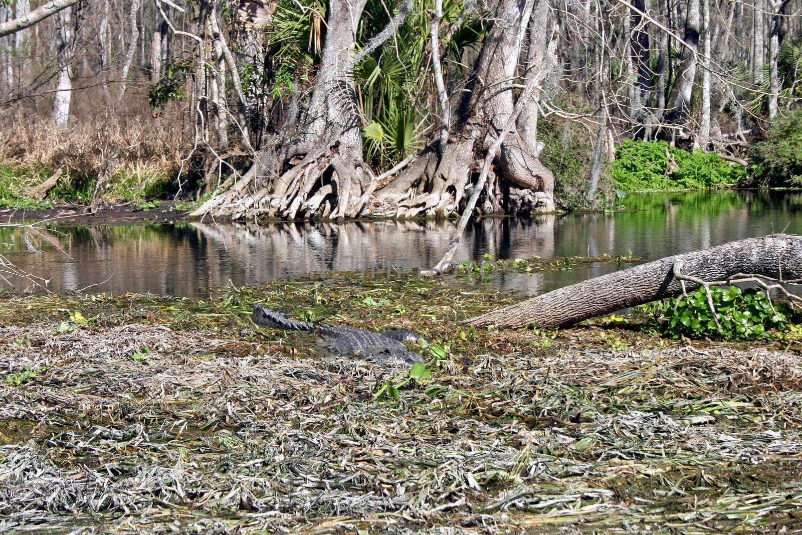 Alligator in Swamp by quackersnaps