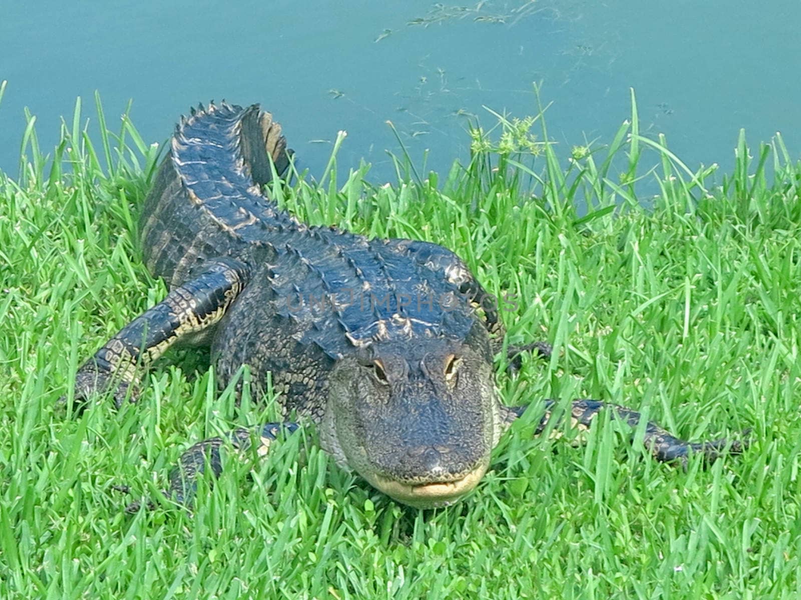 An alligator resting on the grass next to water