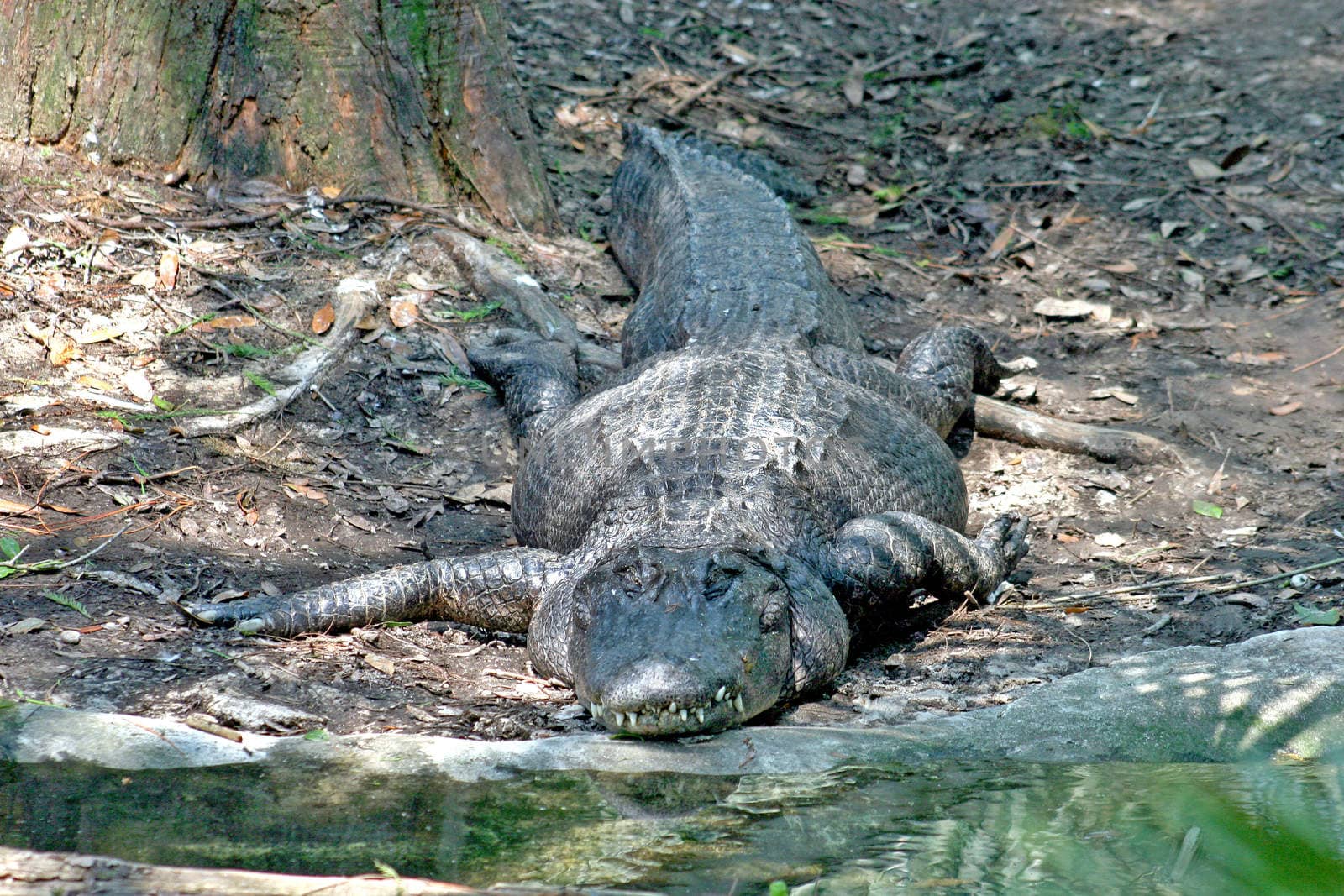 A large alligator sitting on the bank
