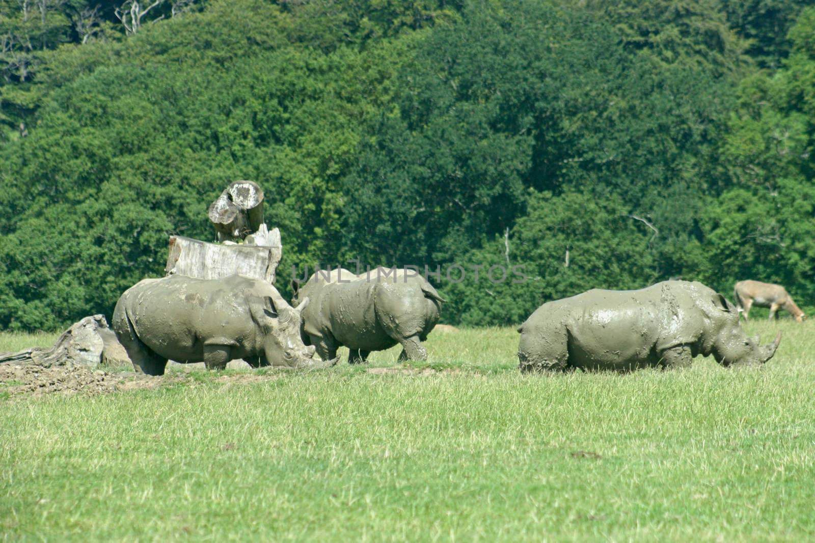 Three Rhinos are grazing on the grass