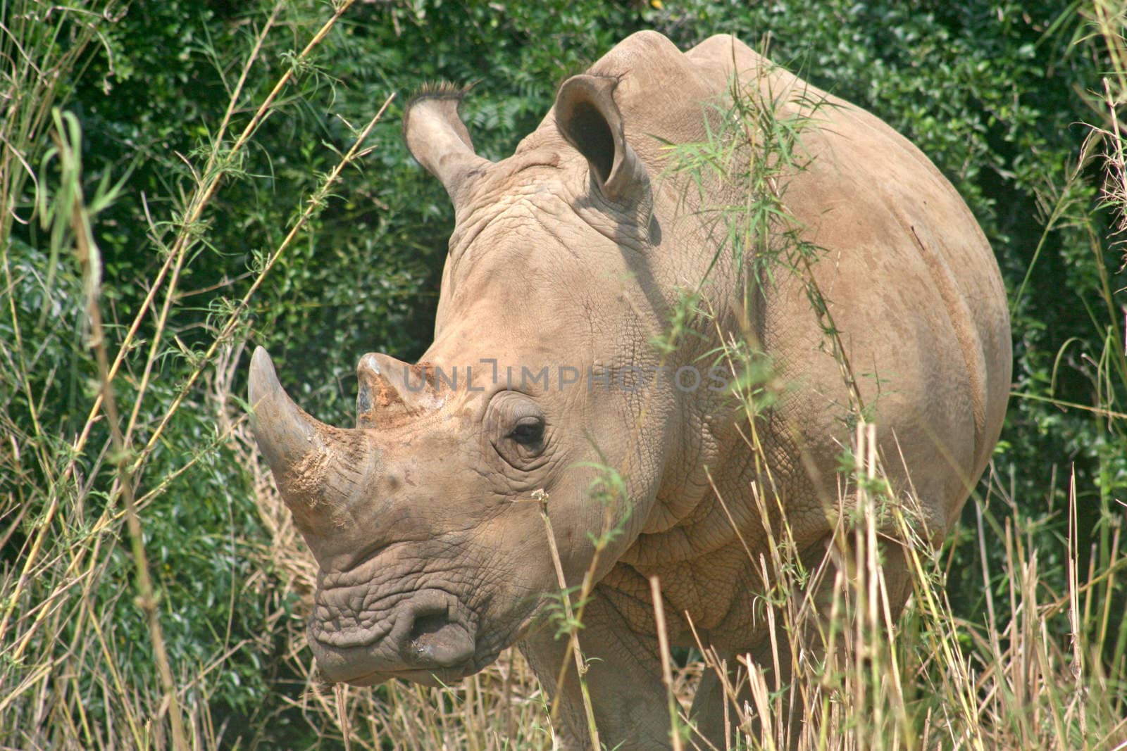 A rhino standing in amongst the vegetation