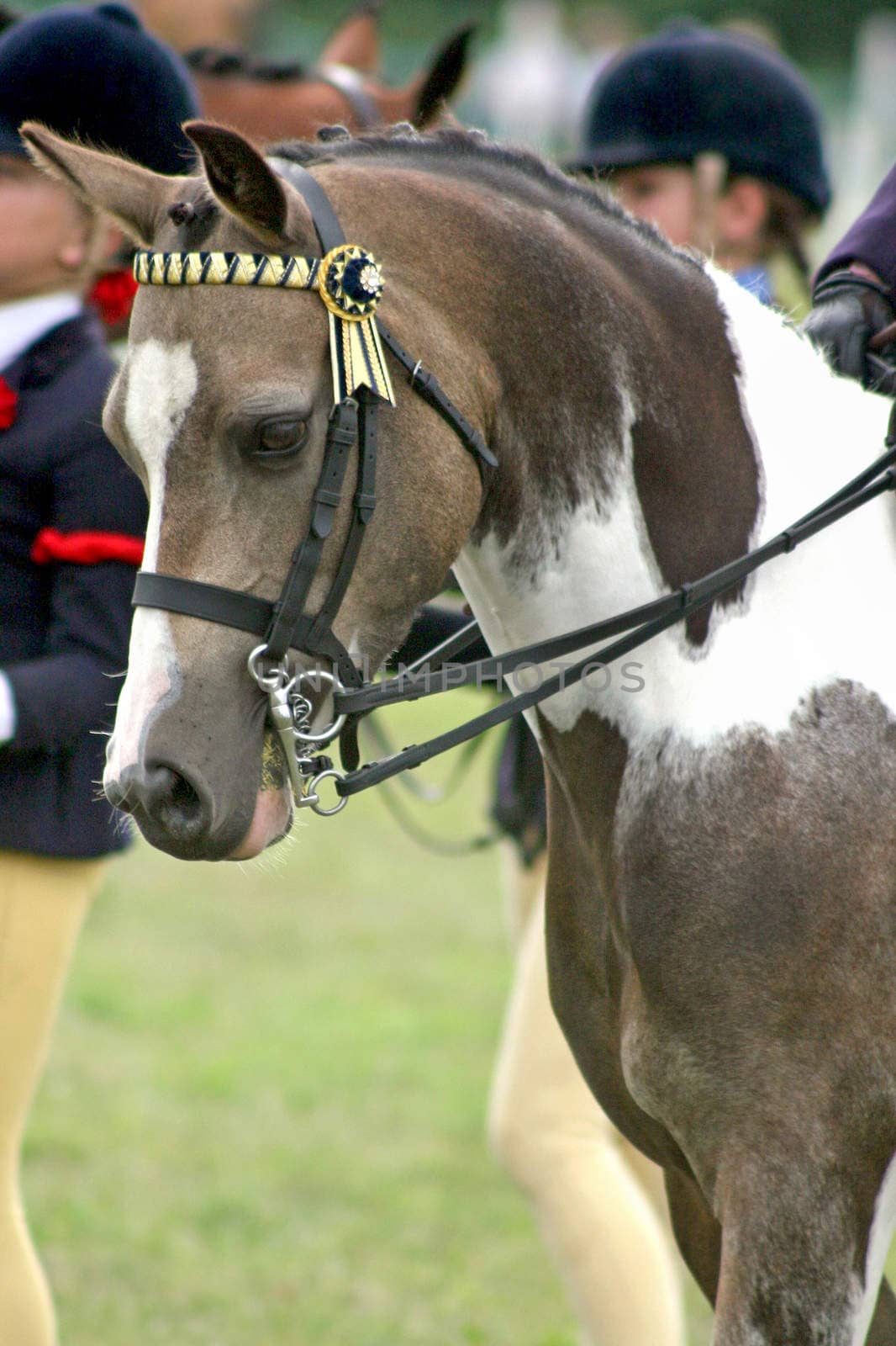 The front and head of a dressage horse